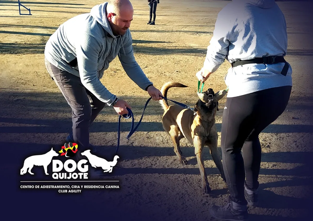 Dos adiestradores de DogQuijote trabajando con un pastor belga malinois en la pista del centro