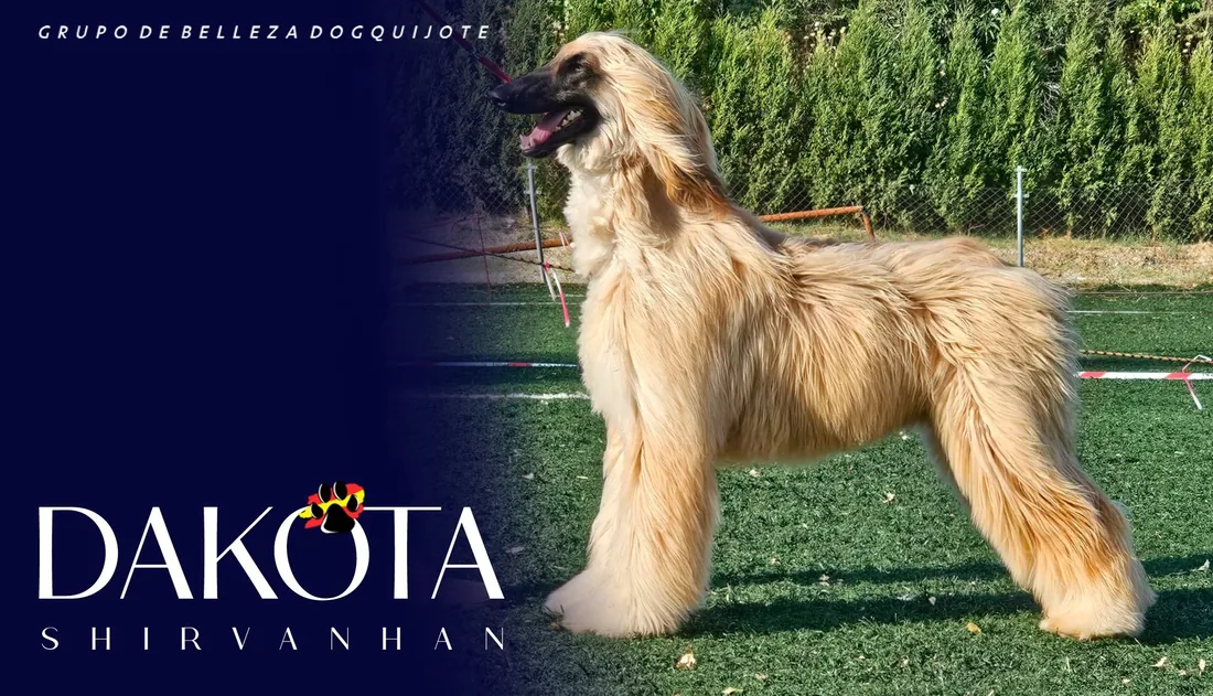 Dakota, lebrel afgano del grupo de belleza DogQuijote