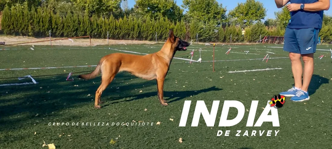 India, pastor belga malinois del grupo de trabajo de DogQuijote, en la pista del centro