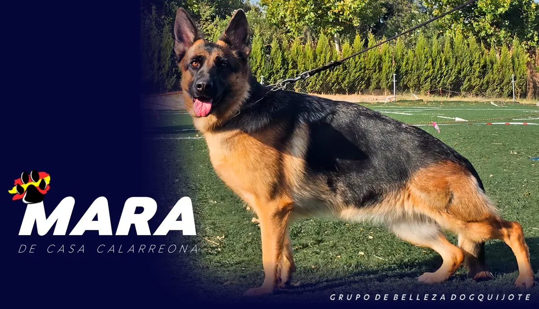 Mara, pastor alemán del grupo de belleza DogQuijote, en la pista de hierba del centro